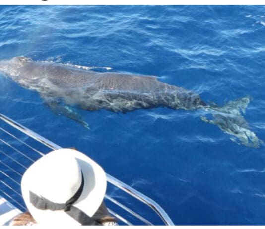 What Should You Bring for a Whale Watching Tour in Oahu?