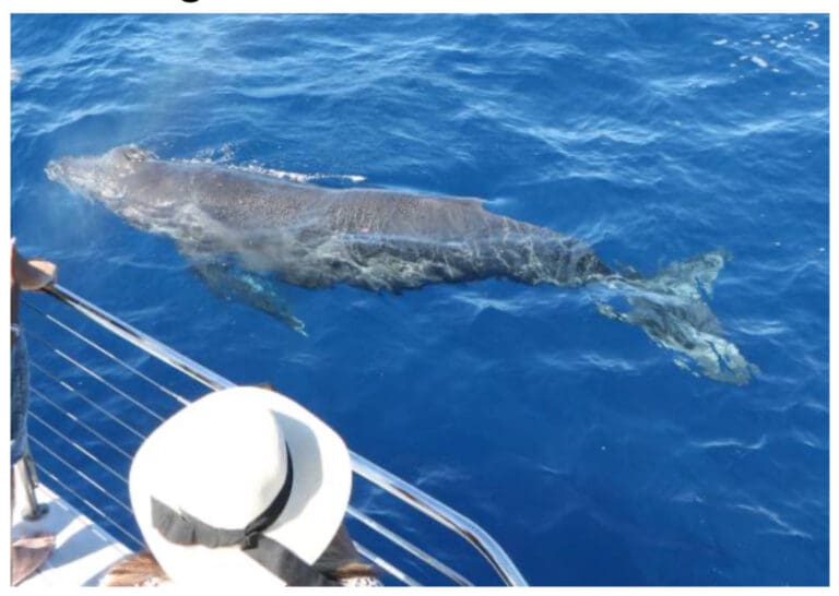 What Should You Bring for a Whale Watching Tour in Oahu?