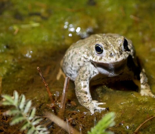 Let’s Protect Our Green Spaces