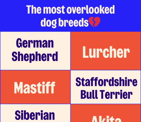 Adoptober: Meet the unlucky 13 – the hardest to rehome dogs in the RSPCA