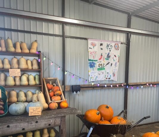 Autumnal Family Food Festival In Weymouth Coming Soon