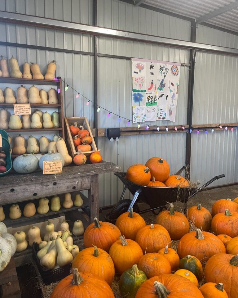 Autumnal Family Food Festival In Weymouth Coming Soon