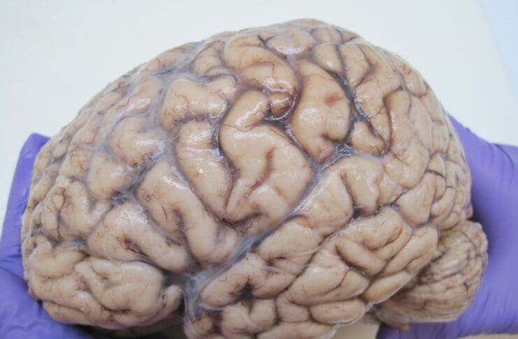 The Leave Campaign And Reform UK Have Exposed An Uncomfortable Truth