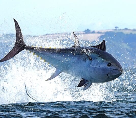 My Knob Is Bigger Than Yours: The Pathetic Pursuit of Giant Tuna