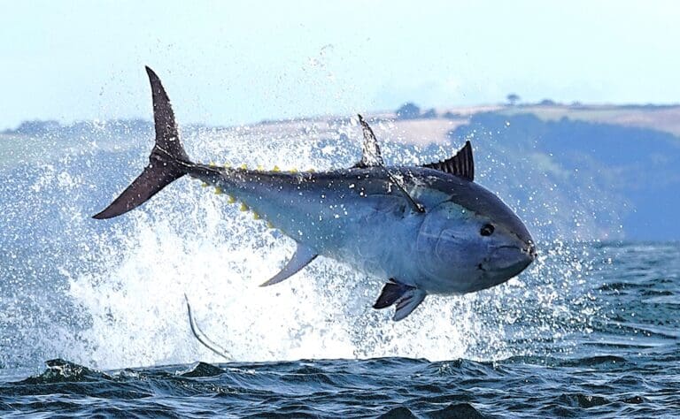 My Knob Is Bigger Than Yours: The Pathetic Pursuit of Giant Tuna