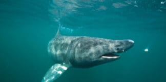 Great News For Shark Protection But Japan And China Still An Obstacle