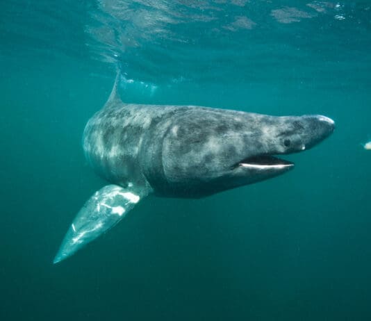 Great News For Shark Protection But Japan And China Still An Obstacle