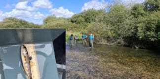 Dramatic Decline In Salmon In Dorset Reaches Catastrophic Level