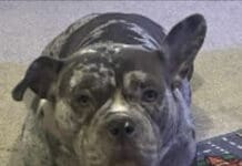 RSPCA Appeal After Body of Starved Dog Found Dumped in Dorset