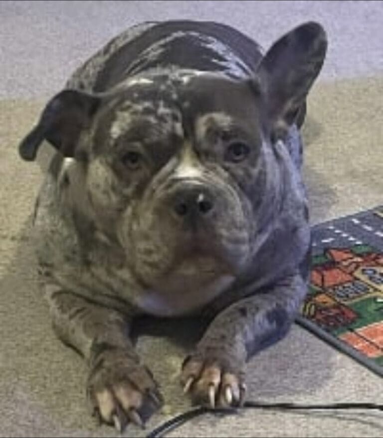 RSPCA Appeal After Body of Starved Dog Found Dumped in Dorset