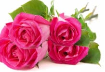 CAN YOUR PARTY UNITE THE LEFT?