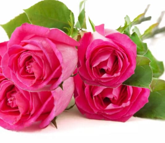 CAN YOUR PARTY UNITE THE LEFT?