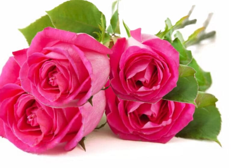 CAN YOUR PARTY UNITE THE LEFT?