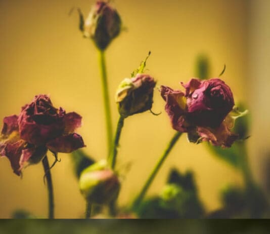 If We Are Honest We All Know Who Is To Blame