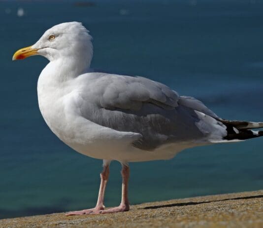 Scientists Reveal the Secret to Deterring Seagulls