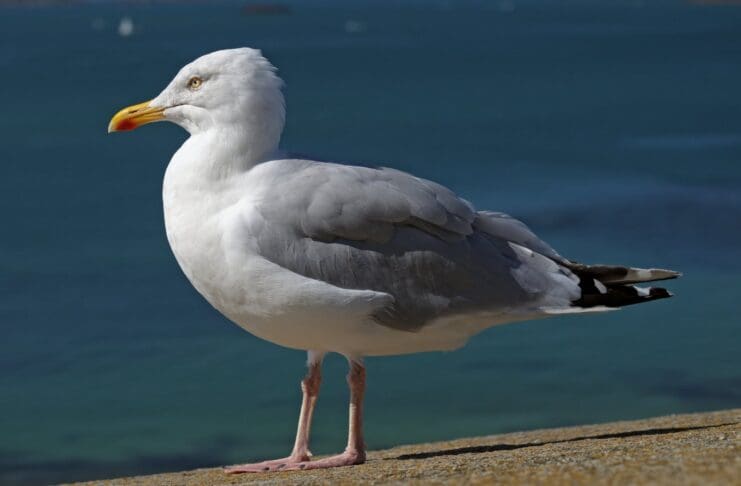 Scientists Reveal the Secret to Deterring Seagulls
