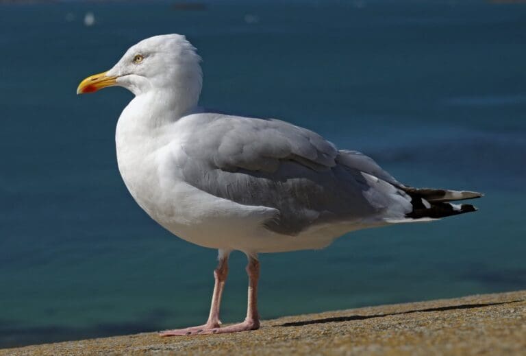 Scientists Reveal the Secret to Deterring Seagulls