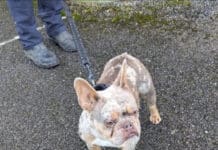 Ten-Year Ban For North Dorset Man For Mistreating His Dog