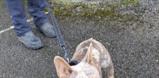 Ten-Year Ban For North Dorset Man For Mistreating His Dog