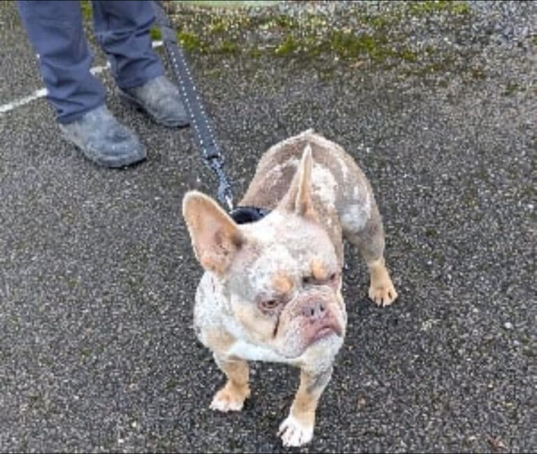 Ten-Year Ban For North Dorset Man For Mistreating His Dog