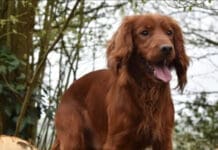 Gerry the Cocker Spaniel Stolen From Near Sherborne