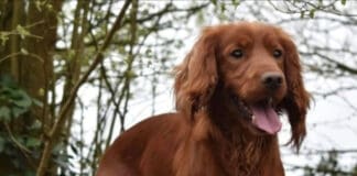 Gerry the Cocker Spaniel Stolen From Near Sherborne