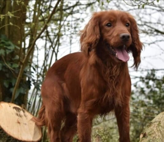 ‘Stolen’ Gerry the Cocker Spaniel Found Near Dorchester