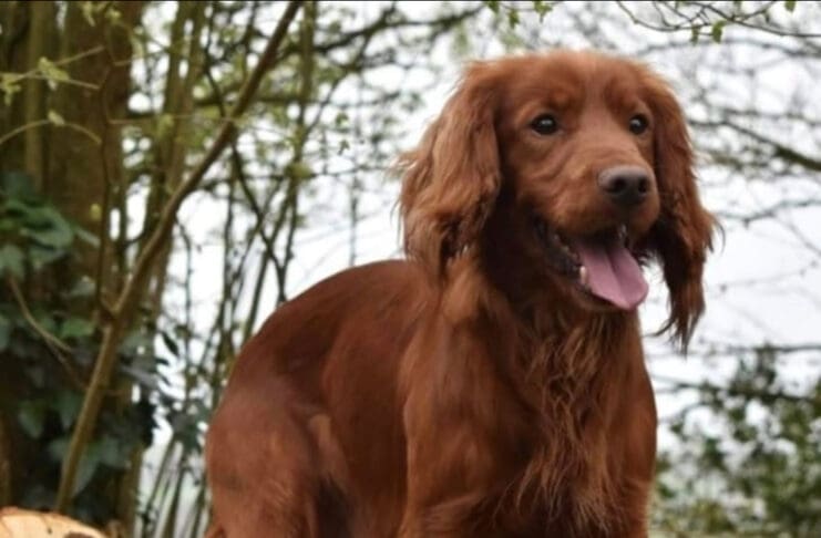 Gerry the Cocker Spaniel Stolen From Near Sherborne