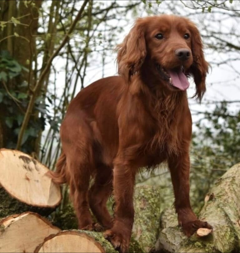 ‘Stolen’ Gerry the Cocker Spaniel Found Near Dorchester