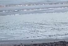 Seal on Weymouth Beach Enjoys the Winter Sunshine