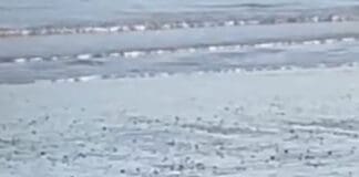 Stranded Seal on Weymouth Beach Enjoys the Winter Sunshine