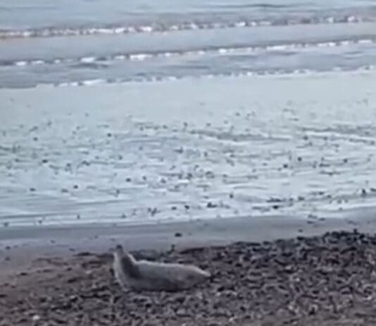 Seal on Weymouth Beach Enjoys the Winter Sunshine