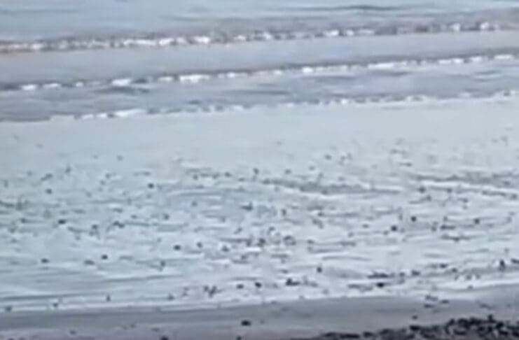 Stranded Seal on Weymouth Beach Enjoys the Winter Sunshine