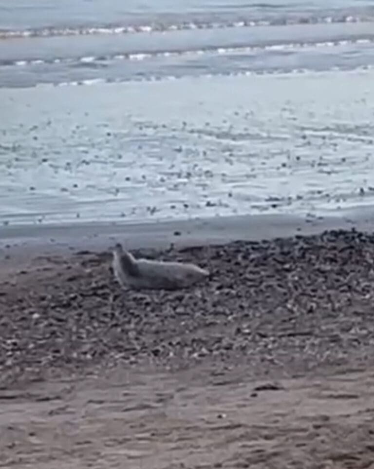 Seal on Weymouth Beach Enjoys the Winter Sunshine
