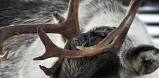 Reindeers Experience Psychological and Physical Distress at Christmas Events