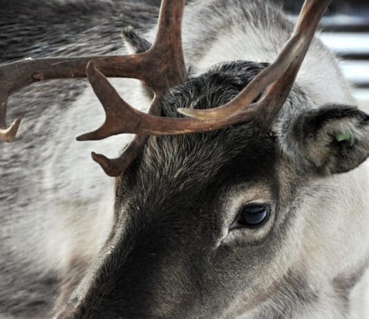 Reindeers Experience Psychological and Physical Distress at Christmas Events