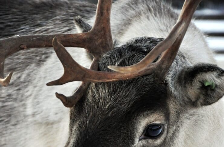 Reindeers Experience Psychological and Physical Distress at Christmas Events