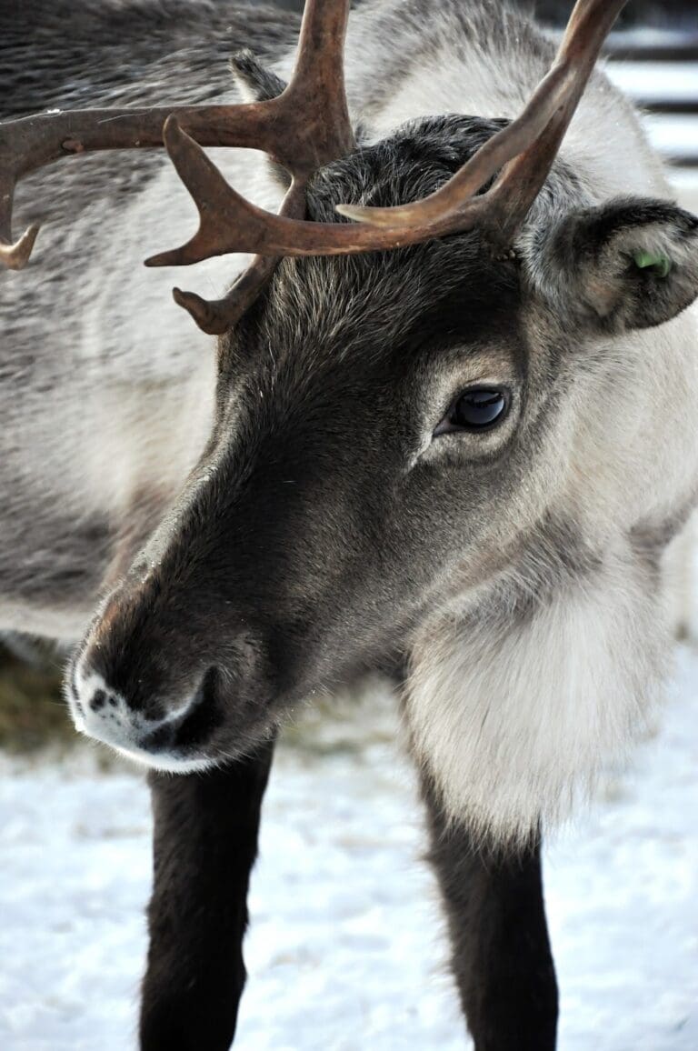 Reindeers Experience Psychological and Physical Distress at Christmas Events