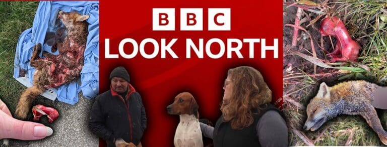 ‘Serious and Factual Error’ in BBC Look North Coverage of Holderness Hunt