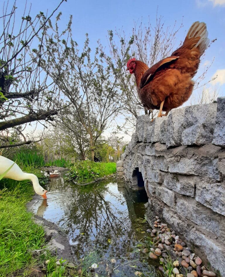 Spring is Coming — and 150 Lovely Ex-Commercial Hens Need New Homes in Dorset by the End of January