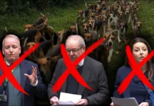 One in Five Foxhounds are Killed by the Hunt Every Year