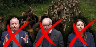 One in Five Foxhounds are Killed by the Hunt Every Year