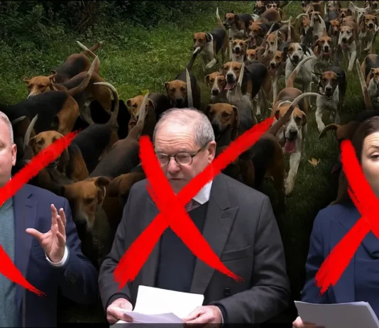 One in Five Foxhounds are Killed by the Hunt Every Year