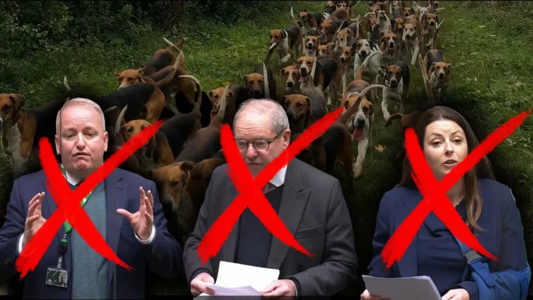 One in Five Foxhounds are Killed by the Hunt Every Year