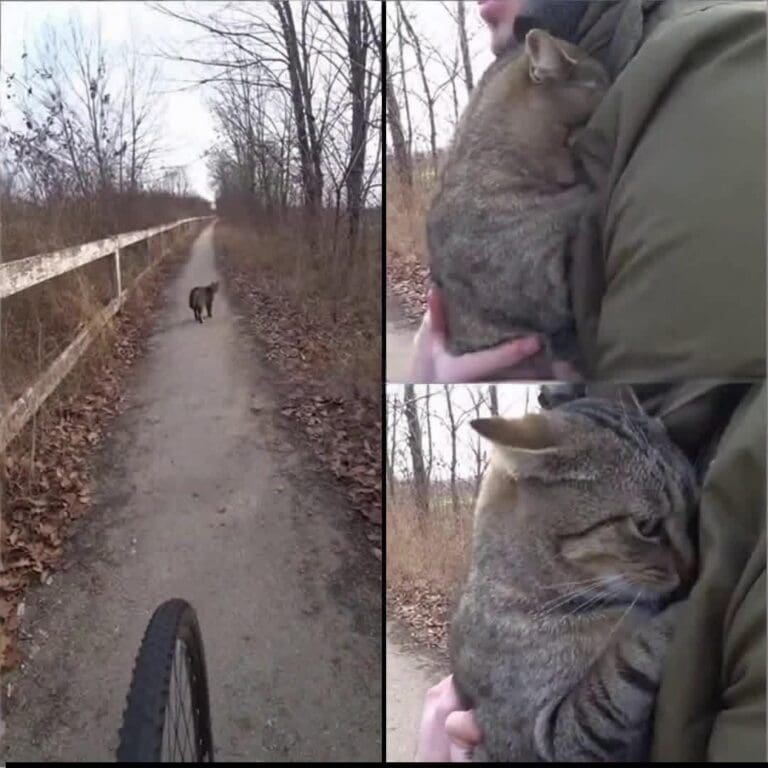 A Whole Year Passed Without Answers…