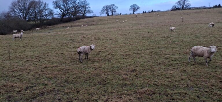 Dorset Farmer Banned From Keeping Sheep