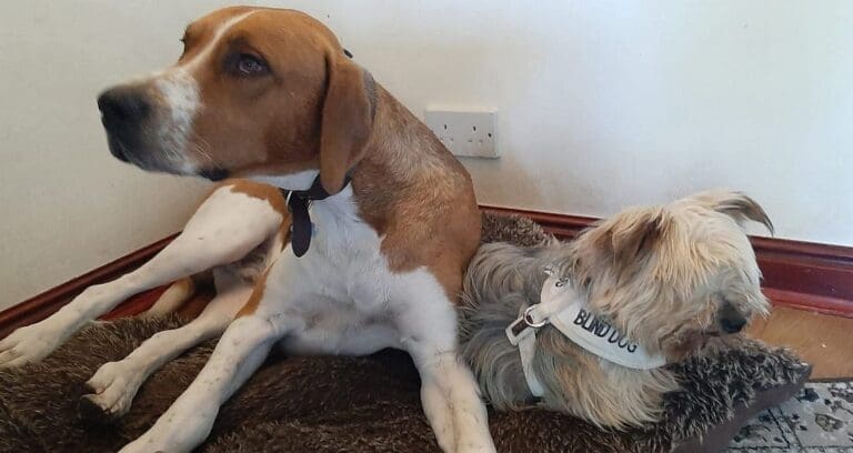 Foxhounds Live Happily and Safely Beyond the Hunting Industry