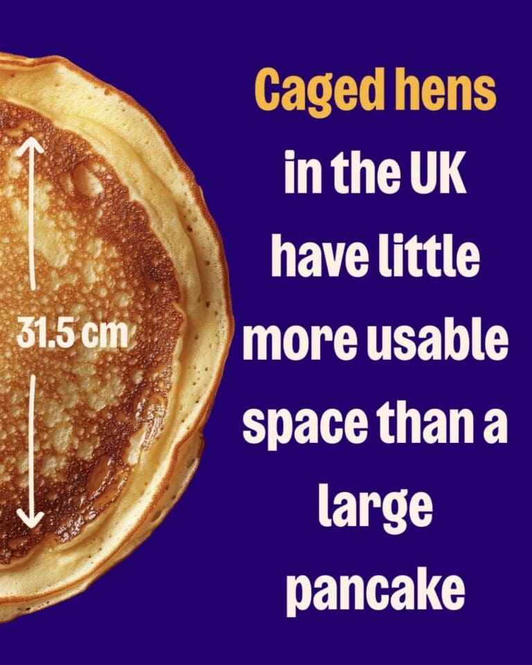 For Those Who Eat Chicken This is on You