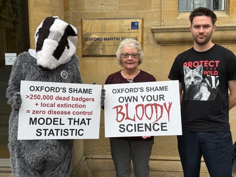 Government Announces That Badger Cull is to End