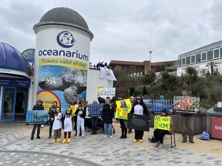 Animal Rights Protesters Call for Boycott of Bournemouth Oceanarium